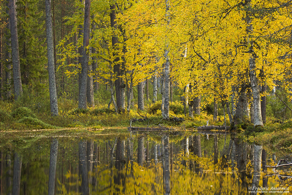 Automne en Finlande, saison des couleurs à Hossa