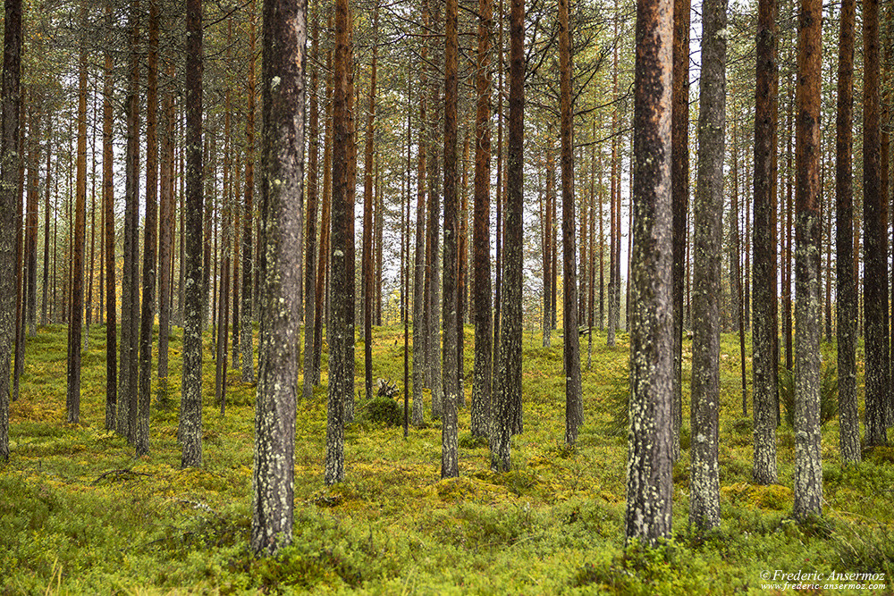 Forêt boréale en Finlande, parc national d'Oulanka