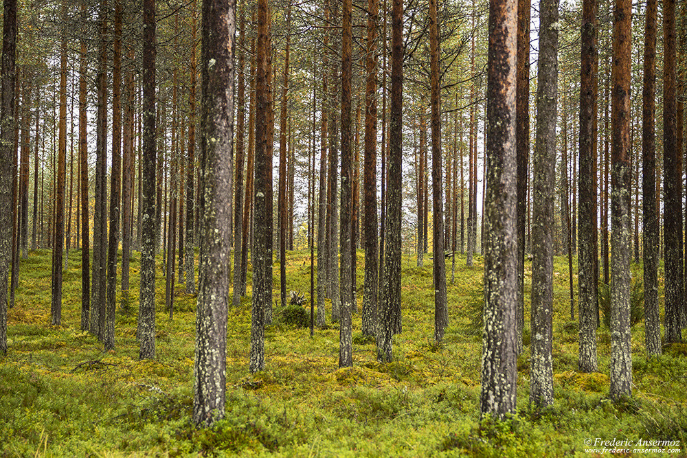 Boreal forest in Finland, Oulanka National Park