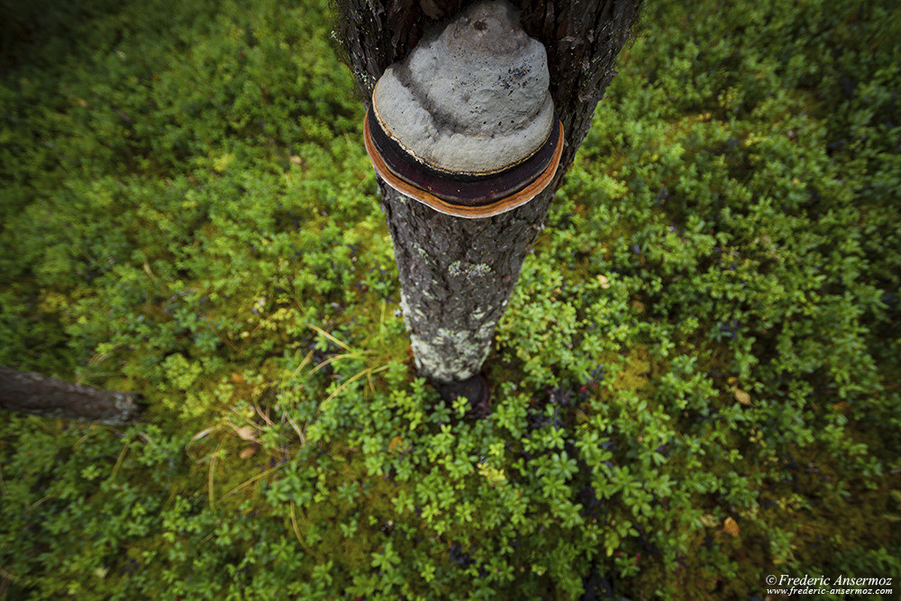 Champignon d'arbre, forêt boréale finlandaise