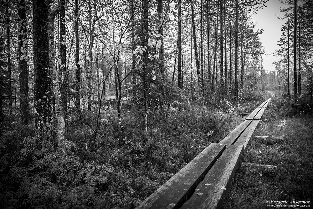 Promenade en bois, photo noir et blanc, Oulanka, Finlande