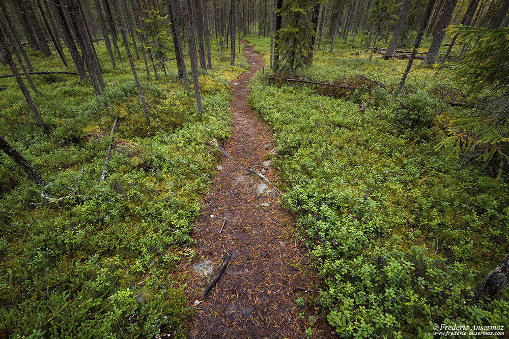 Sentier de randonnée à travers la forêt boréale, Karhunkierros, parc Oulanka