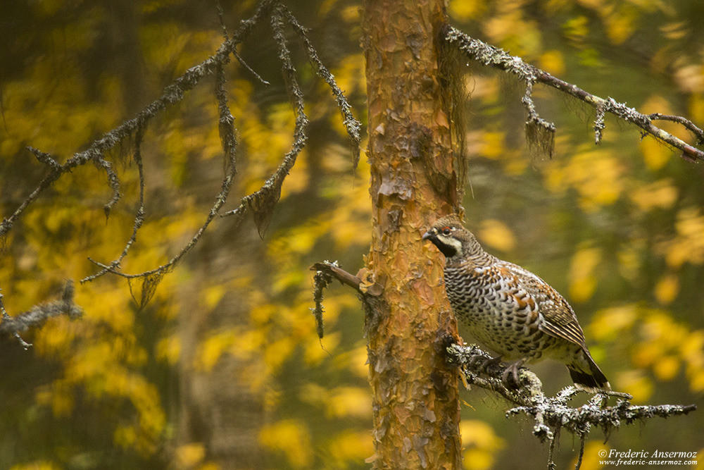 Bird of Finland, hazel grouse (Tetrastes bonasia)