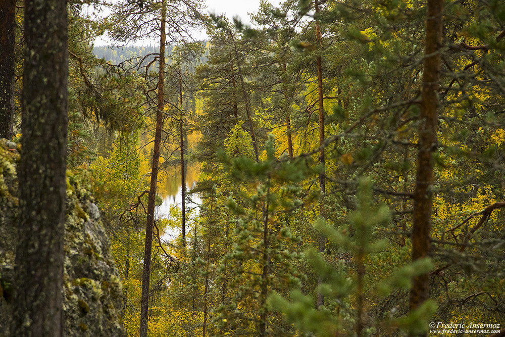 Forêt boréale et rivière en Finlande, Parc Oulanka