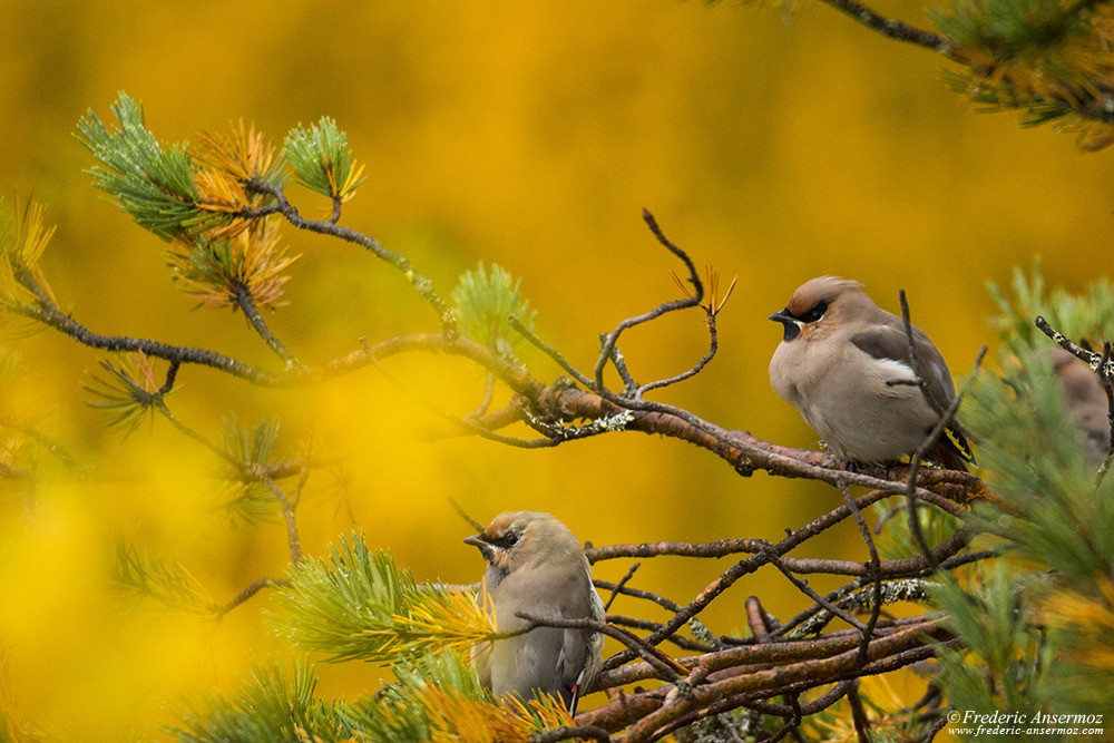 Oiseaux de Finlande, Tilhi, Bombycilla garrulus, Jaseur boréal / Jaseur de Bohême