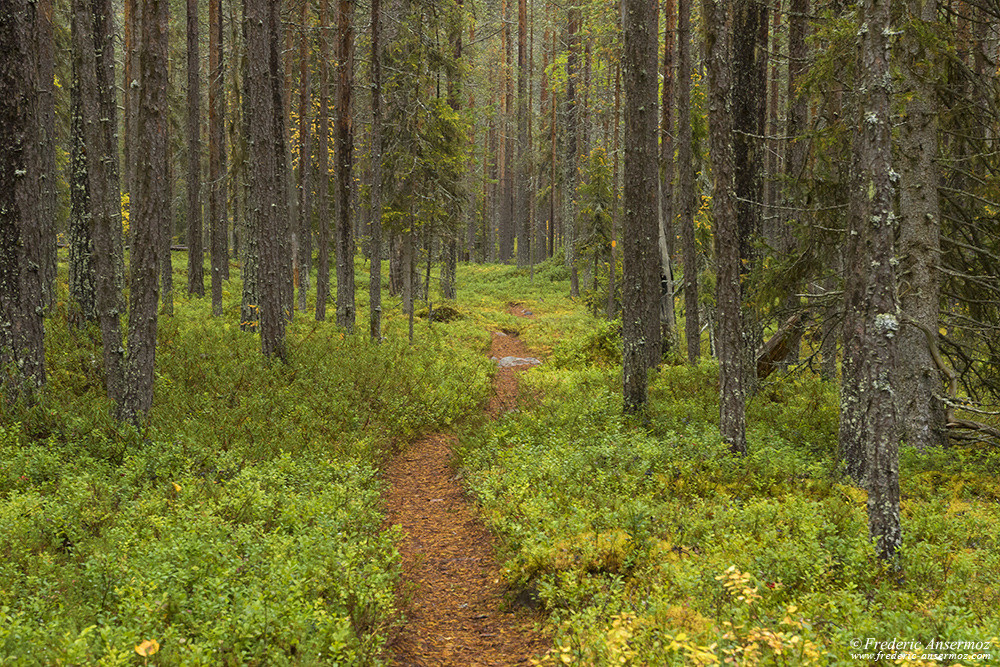 Sentier de randonnée Karhunkierros dans le parc d'Oulanka