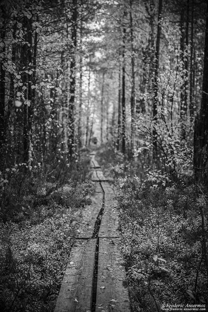 Finnish boardwalk, peatlands / bogs and forests in Oulanka National Park