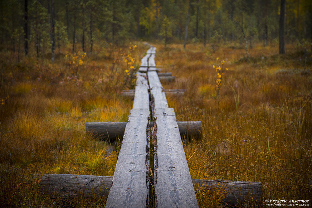 Promenade en bois à travers les tourbières en Finlande