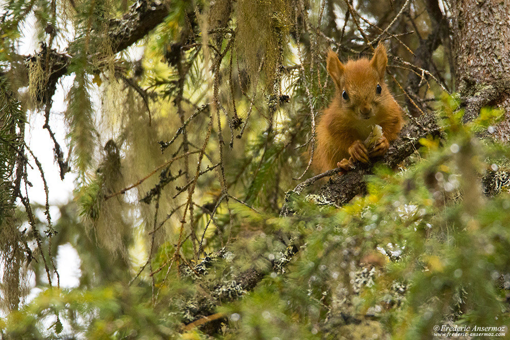 Écureuil dans unb arbre, faune en Finlande