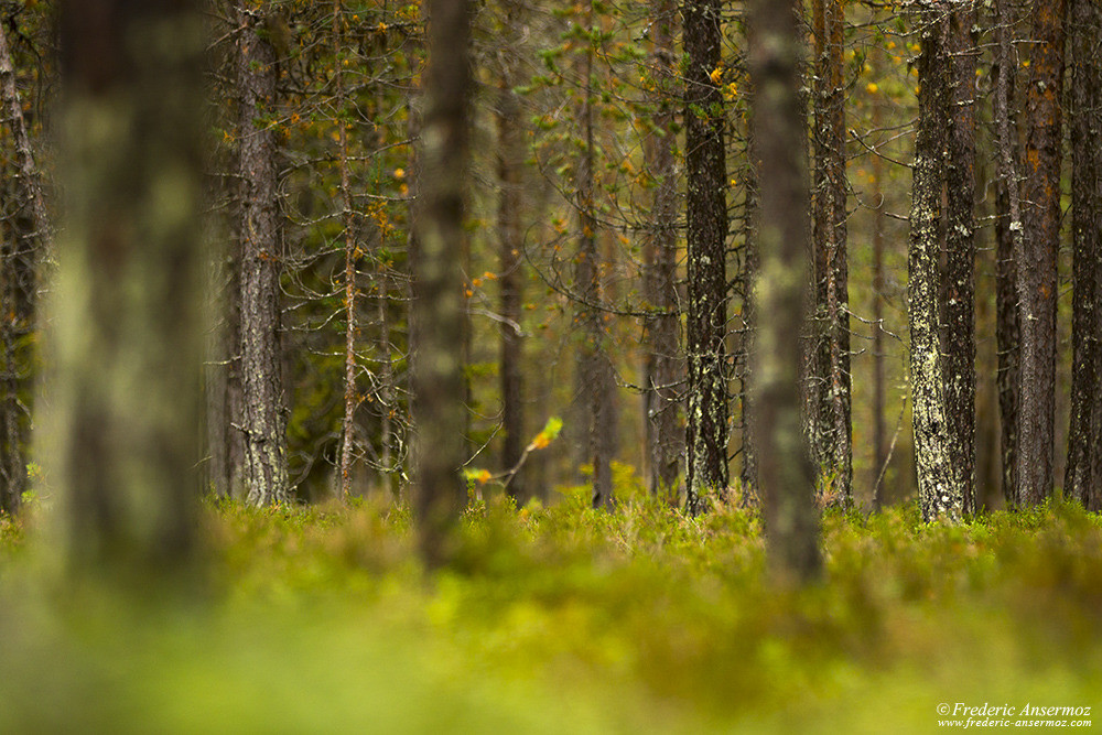 Dry pine forest, Finland, Oulanka Park