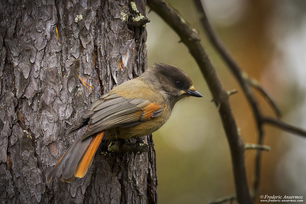 Mésangeai imitateur (Perisoreus infaustus), oiseau de Finlande, parc Oulanka