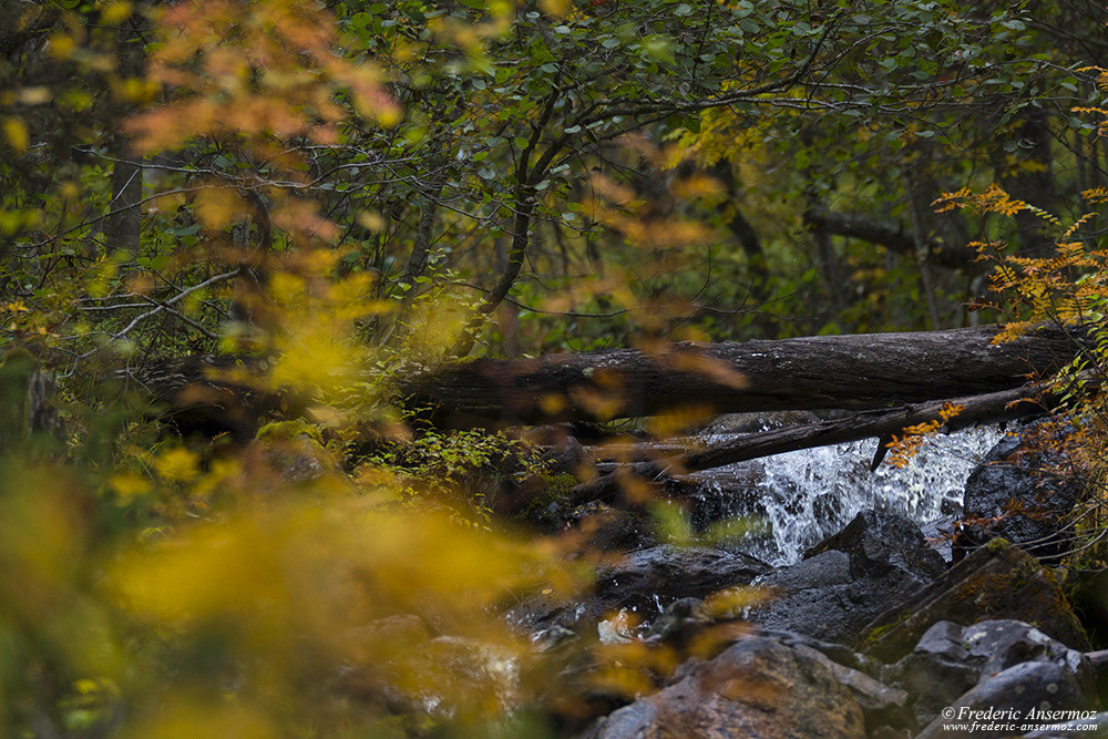 Petit ruisseau dans la forêt en l'automne, Finlande