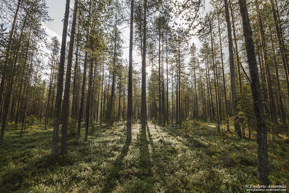 Rayons de lumière à travers la canopée, forêt boréale, Finlande