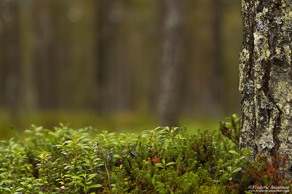 Flora in Finland, Boreal forest