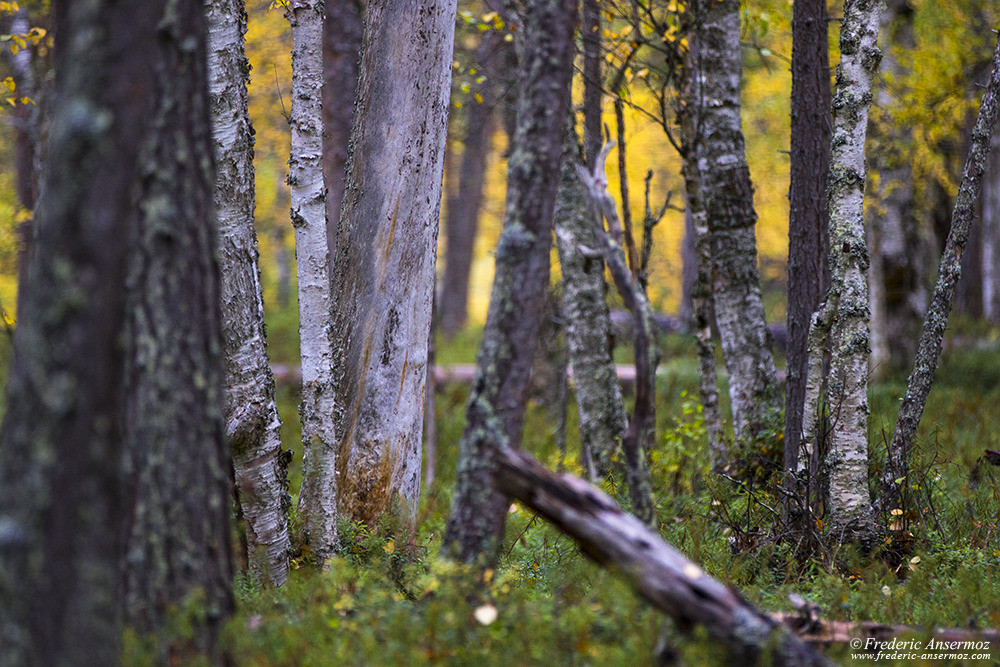 Forêt boréale, automne en Finlande, parc national d'Oulanka