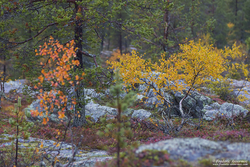 Colorful tree in Finland, Autumn in Lapland