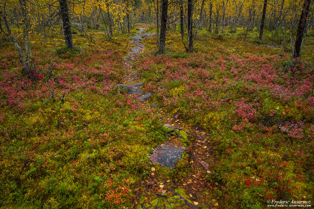 Finnish forest in Lapland