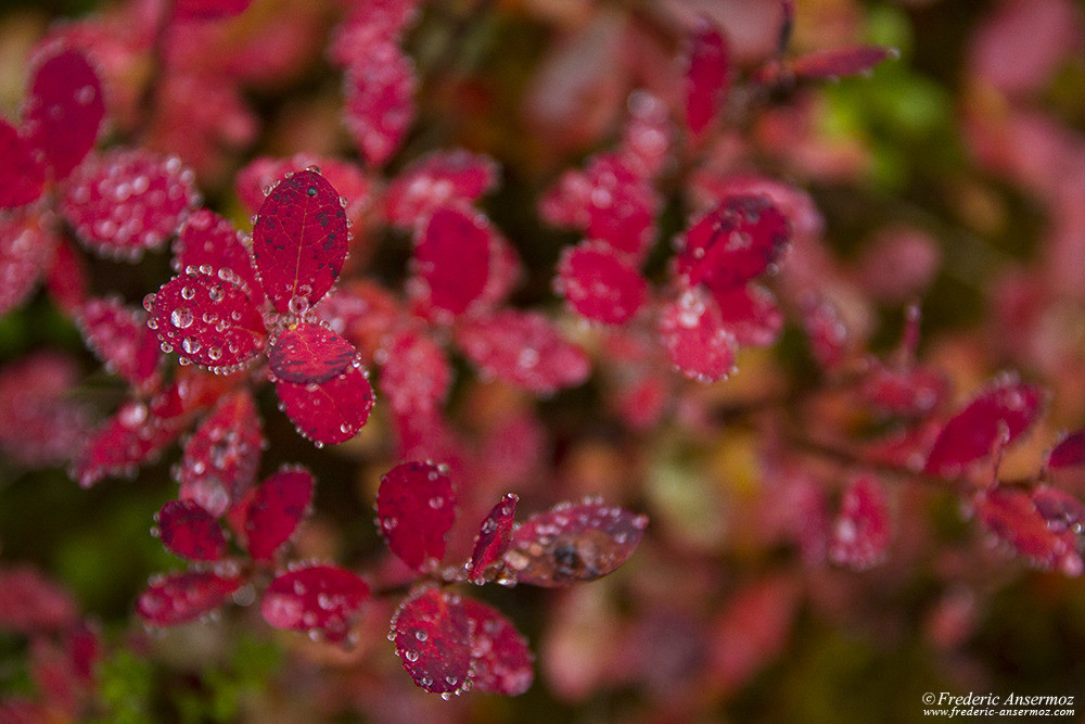 Finnish berry leaves turning red (Lingonberry)