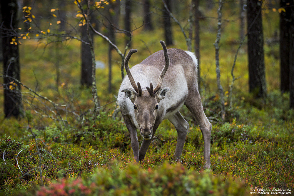 Reindeer in finnish forest, wildlife in Finland