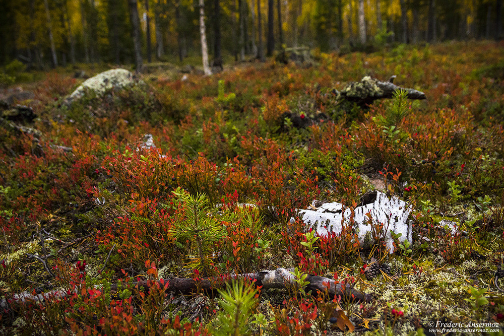 Flaure en Finlande