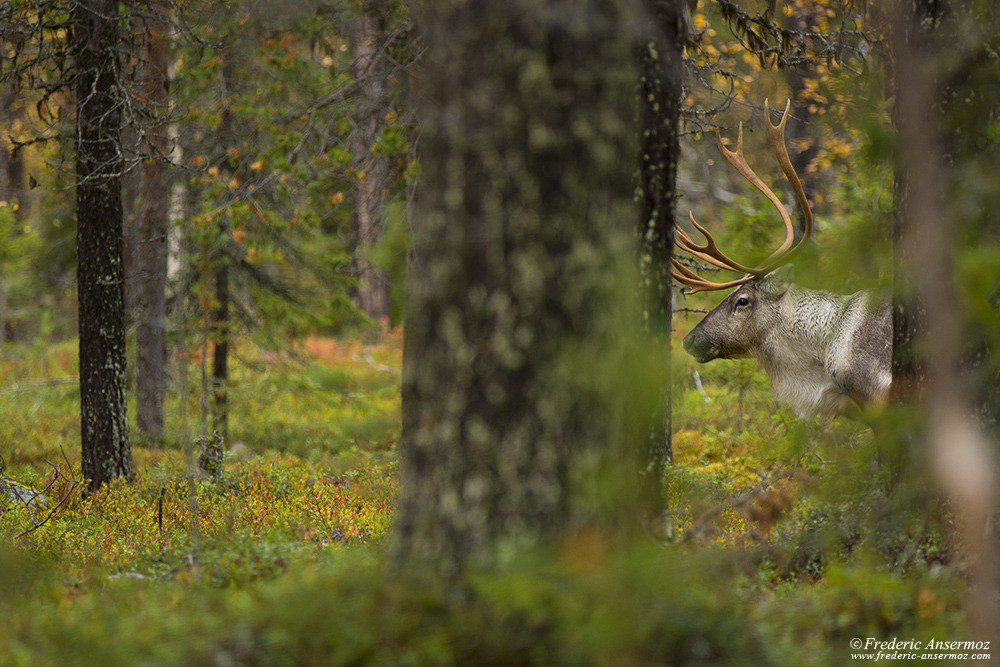 Watching reindeer in the woods, Finland