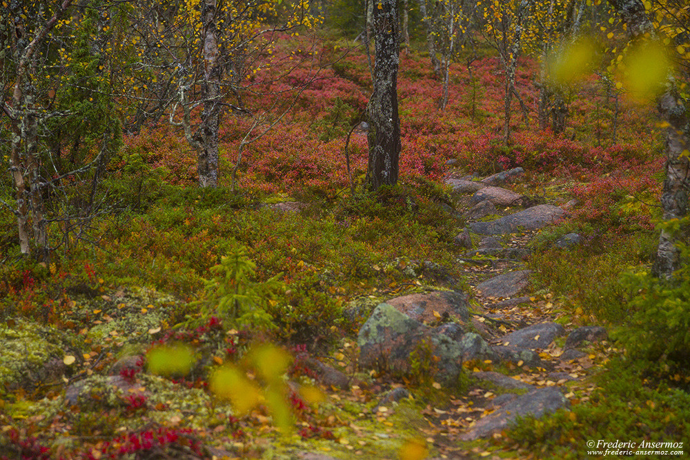 Hiking trail in Finland, Sompio Strict Nature Reserve