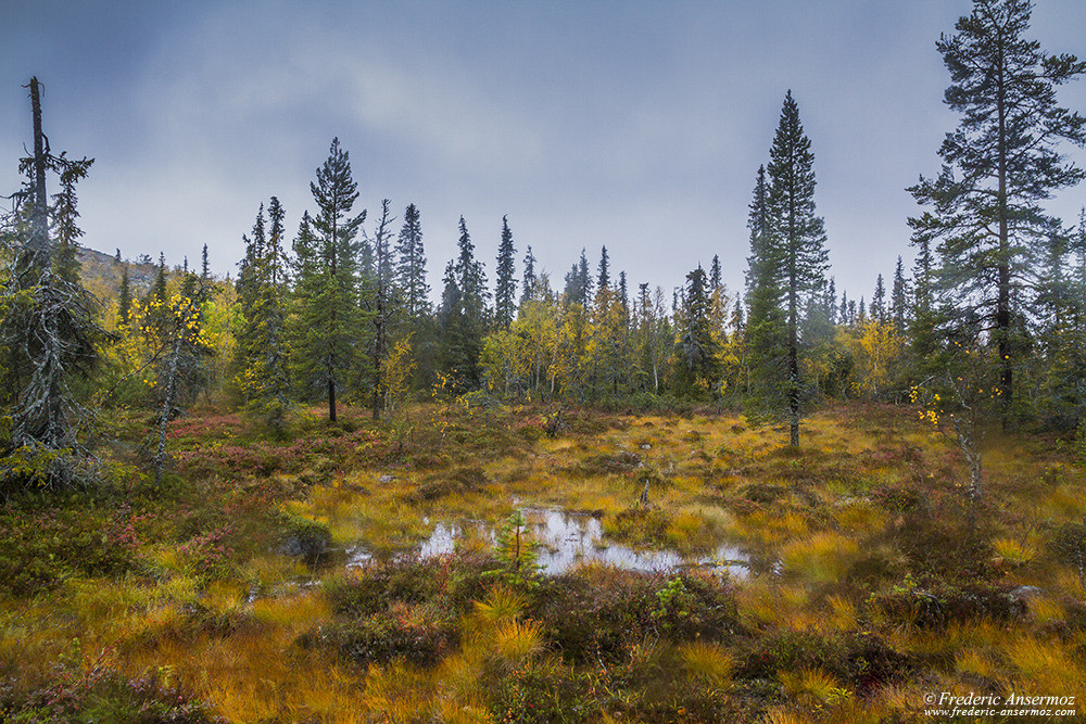 Finnish landscape in Lapland, peatland