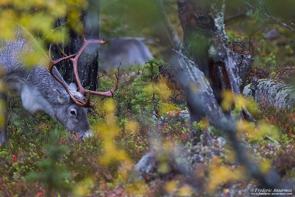 Renne en Finlande, mangeant dans la forêt