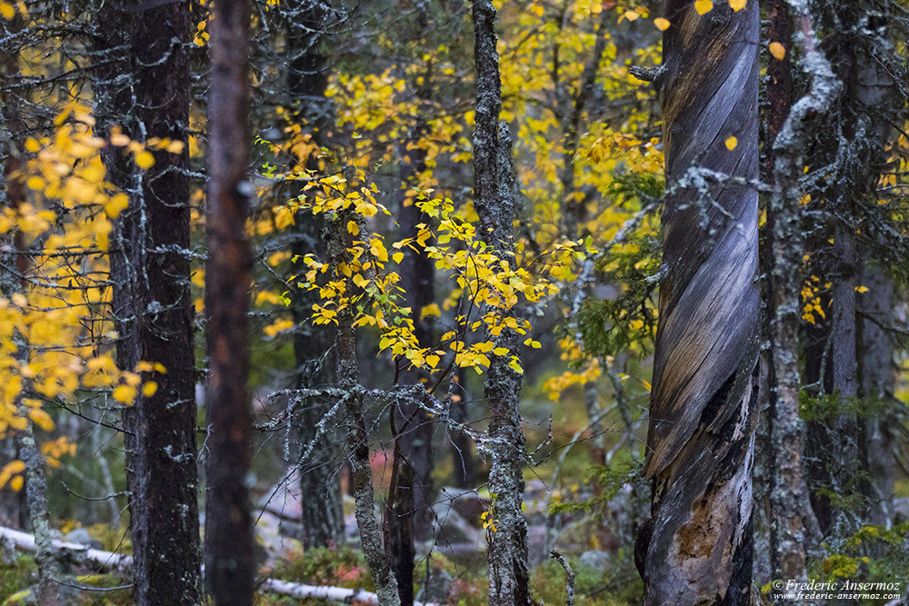 Tronc vrillé dans la forêt finlandaire