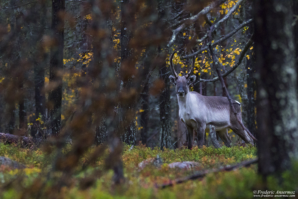 Renne en Finlande, forêt en Laponie