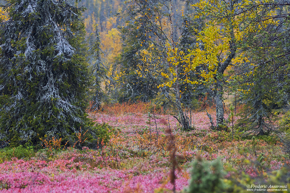 Couleurs d'automne en Finlande