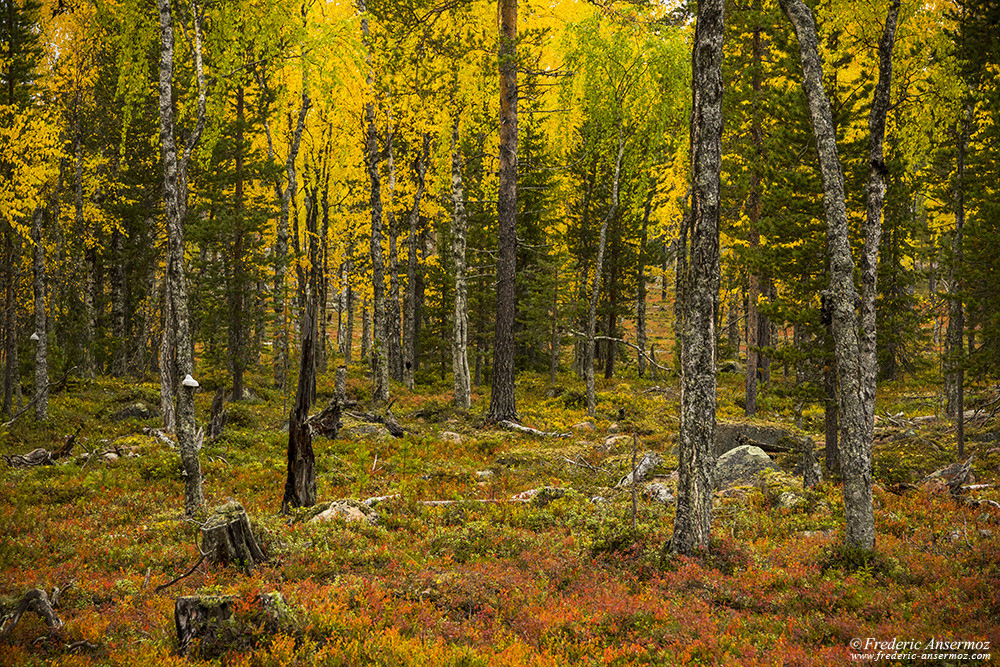 Forêt finlandaise aux couleurs d'automne