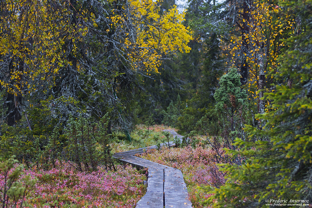 Chemin en bois, typique en Laponie, Finlande