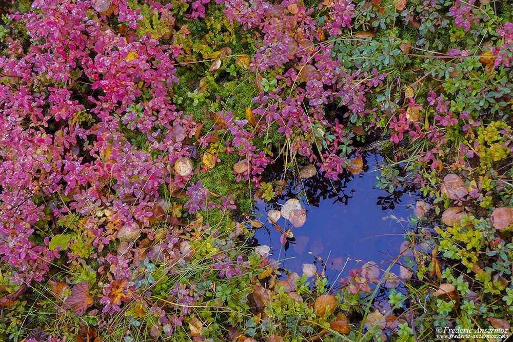 Wild berries in Finland