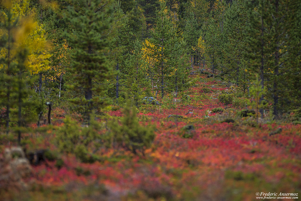 Couleurs d'automne dans la nature en Finlande