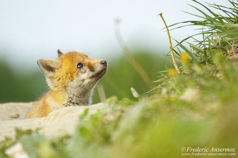 Red fox cub