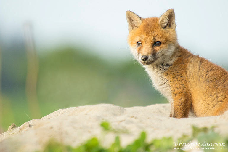 Red fox cub