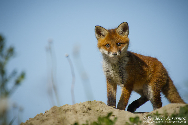 Red fox cub