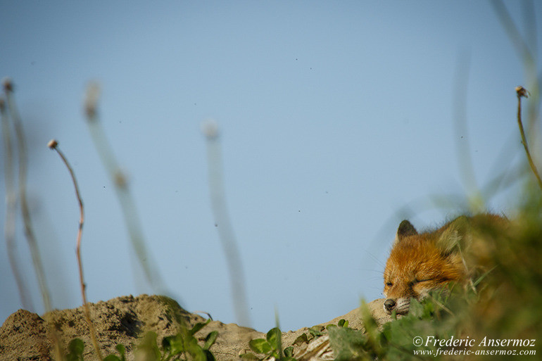 Red fox cub sleeping