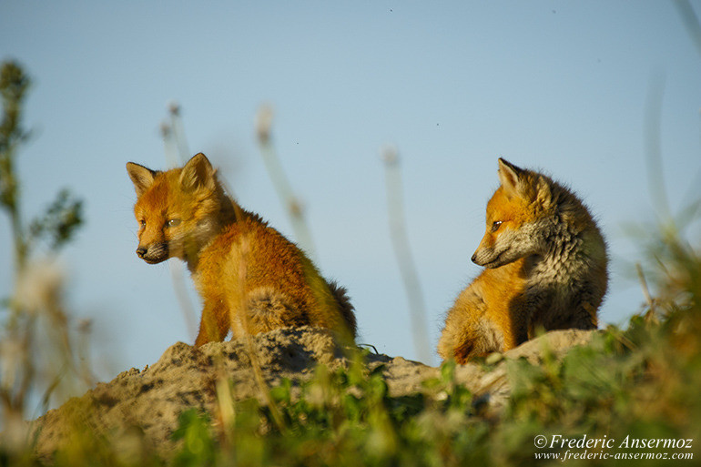 Red fox cubs