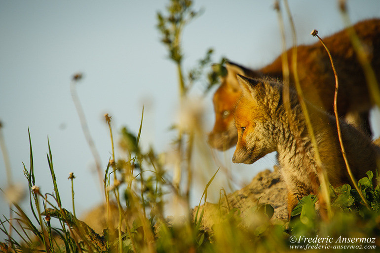 Red fox cubs