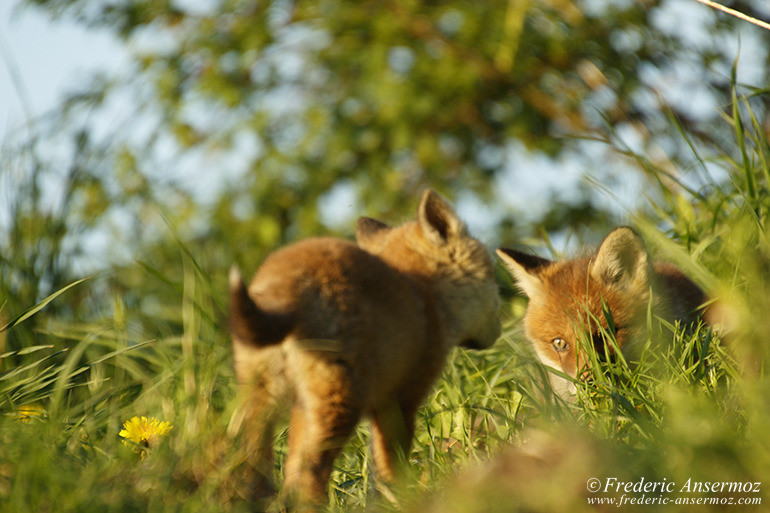 Red fox cubs