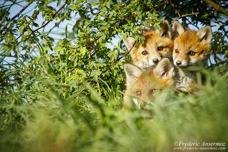 Red fox cubs