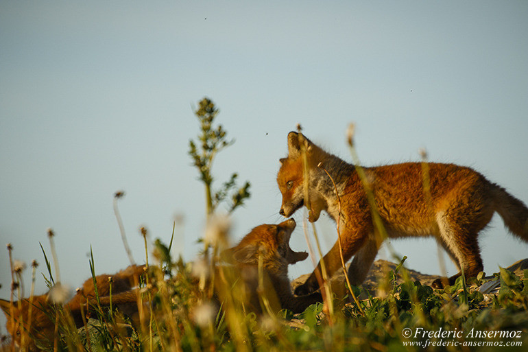 Red fox cubs