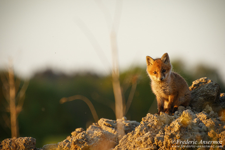 Red fox cubs