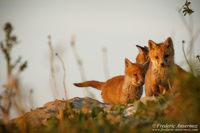 Red fox cubs Red fox cubs