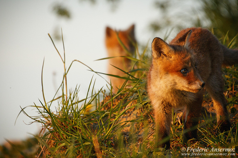 Red fox cubs