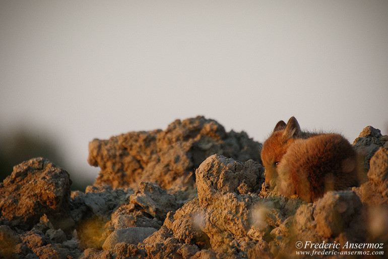 Red fox cubs