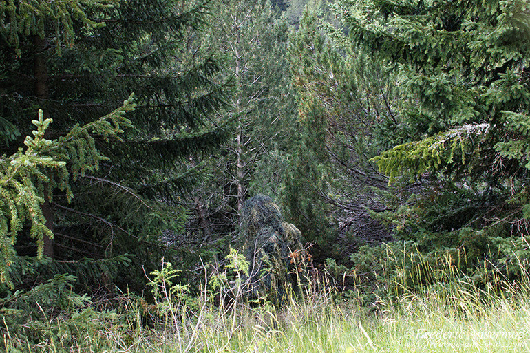 Tenbue ghillie en action, camouflage pour la photographie animalière