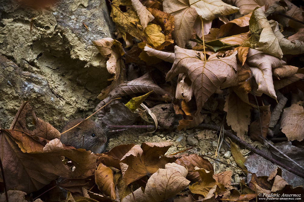 A small rodent hides among the Autumn leaves